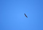 Monniksgier (cinereous vulture) Aegypius monachus - tussen Ikh Gazriin Cguluu en Ulaanbaatar 25-08-2016 (1)